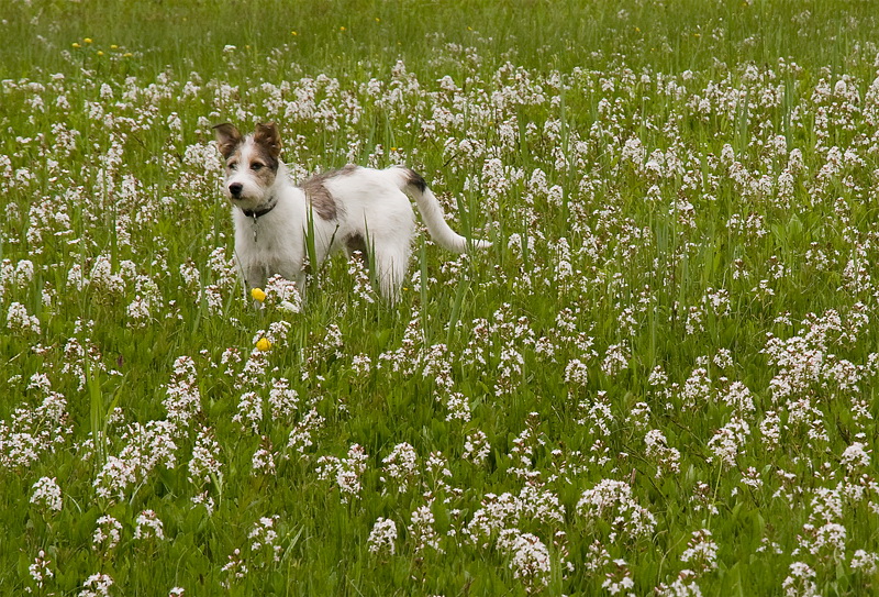 Kopie von Felix Südtirol D35_5065 als Smart-Objekt-1 Kopie.jpg - Über blühende Wiesen zum Grub und Barmsee